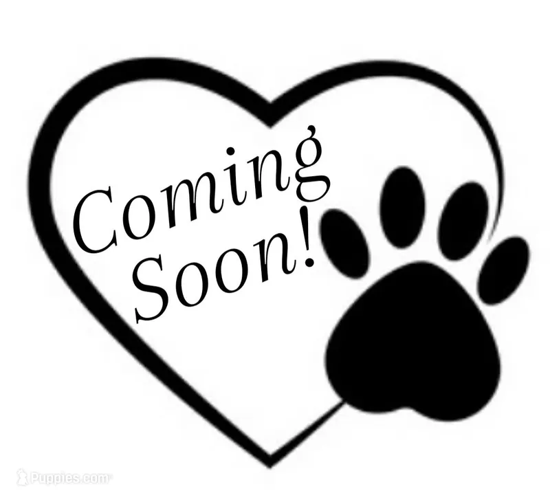 Sadie – Miniature Goldendoodle puppy for sale in Grand Rapids, MI