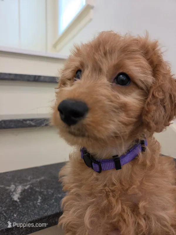 Taylor F1 – Miniature Goldendoodle puppy for sale in Grand Rapids, MI
