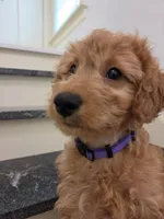 Taylor F1, a female Miniature Goldendoodle for sale in Grand Rapids, MI – 1 of 9