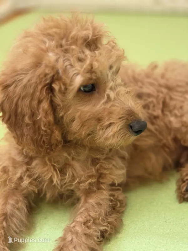 Rorry – Goldendoodle puppy for sale in Grand Rapids, MI