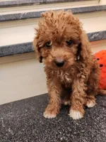 Phillip, a male Miniature Goldendoodle for sale in Grand Rapids, MI – Photo 4 of 4