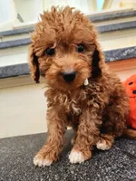 Phillip, a male Miniature Goldendoodle for sale in Grand Rapids, MI – Photo 1 of 4