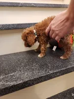 Phillip, a male Miniature Goldendoodle for sale in Grand Rapids, MI – Photo 3 of 4