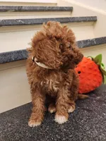 Phillip, a male Miniature Goldendoodle for sale in Grand Rapids, MI – Photo 2 of 4
