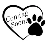 Preston, a male Miniature Goldendoodle for sale in Grand Rapids, MI – Photo 2 of 2