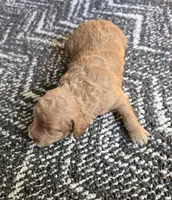 Preston, a male Miniature Goldendoodle for sale in Grand Rapids, MI – Photo 1 of 2