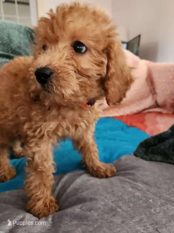 Preston – Miniature Goldendoodle puppy for sale in Grand Rapids, MI