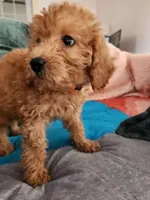 Preston, a male Miniature Goldendoodle for sale in Grand Rapids, MI – Photo 2 of 8