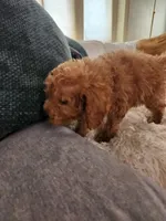 Preston, a male Miniature Goldendoodle for sale in Grand Rapids, MI – Photo 8 of 8