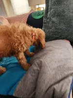 Preston, a male Miniature Goldendoodle for sale in Grand Rapids, MI – Photo 6 of 8