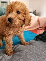 Preston, a male Miniature Goldendoodle for sale in Grand Rapids, MI – Photo 1 of 8