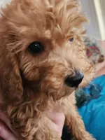 Preston, a male Miniature Goldendoodle for sale in Grand Rapids, MI – Photo 3 of 8