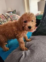 Preston, a male Miniature Goldendoodle for sale in Grand Rapids, MI – Photo 7 of 8