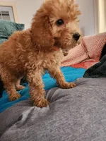 Preston, a male Miniature Goldendoodle for sale in Grand Rapids, MI – Photo 4 of 8