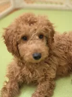 Rorry F1b, a male Miniature Goldendoodle for sale in Grand Rapids, MI – 9 of 9