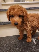 Rorry, a male Miniature Goldendoodle for sale in Grand Rapids, MI – Photo 2 of 2