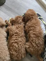 Rorry, a male Miniature Goldendoodle for sale in Grand Rapids, MI – Photo 2 of 4