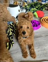 Rorry, a male Miniature Goldendoodle for sale in Grand Rapids, MI – Photo 4 of 4