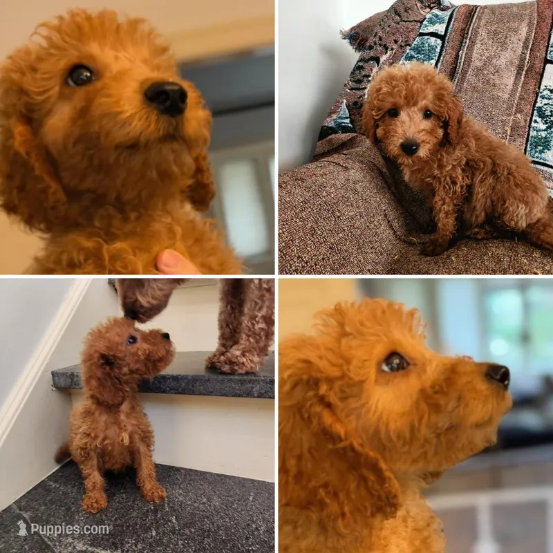 Rorry – Miniature Goldendoodle puppy for sale in Grand Rapids, MI