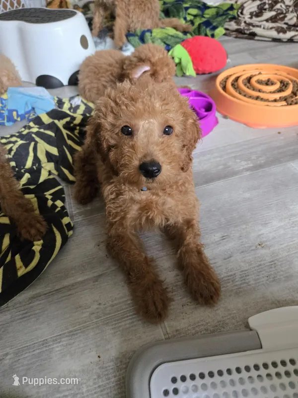 Rorry – Miniature Goldendoodle puppy for sale in Grand Rapids, MI