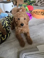 Rorry, a male Miniature Goldendoodle for sale in Grand Rapids, MI – Photo 1 of 4