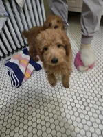 Rorry, a male Miniature Goldendoodle for sale in Grand Rapids, MI – Photo 3 of 4