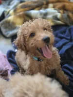 Rorry, a male Miniature Goldendoodle for sale in Grand Rapids, MI – Photo 1 of 2
