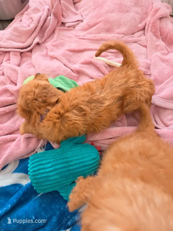 Taylor F1 – Miniature Goldendoodle puppy for sale in Grand Rapids, MI