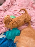 Taylor F1, a female Miniature Goldendoodle for sale in Grand Rapids, MI – 3 of 9
