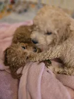Penny, a female Miniature Goldendoodle for sale in Grand Rapids, MI – Photo 9 of 10