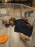 Penny, a female Miniature Goldendoodle for sale in Grand Rapids, MI – Photo 7 of 10