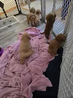 Penny, a female Miniature Goldendoodle for sale in Grand Rapids, MI – Photo 8 of 10