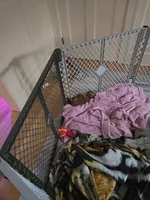 Penny, a female Miniature Goldendoodle for sale in Grand Rapids, MI – Photo 4 of 10