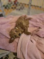 Penny, a female Miniature Goldendoodle for sale in Grand Rapids, MI – Photo 10 of 10
