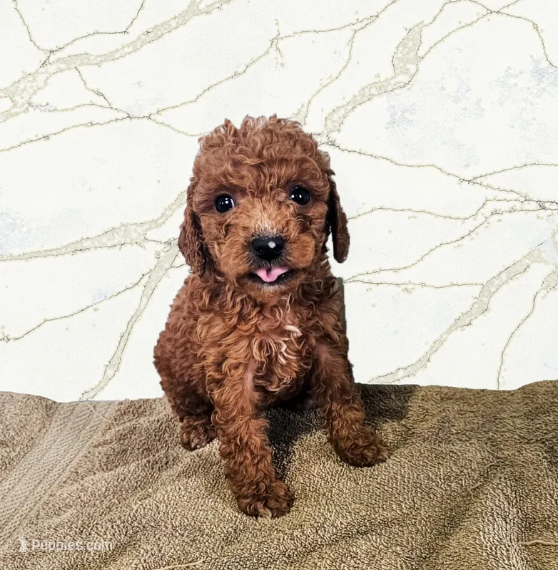 Penny – Miniature Goldendoodle puppy for sale in Grand Rapids, MI