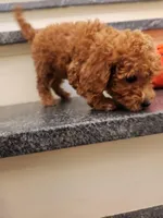 Penny, a female Miniature Goldendoodle for sale in Grand Rapids, MI – Photo 5 of 10