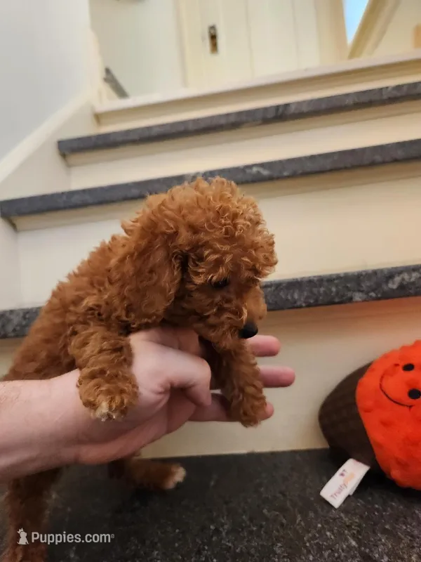 Penny – Miniature Goldendoodle puppy for sale in Grand Rapids, MI