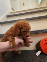 Penny, a female Miniature Goldendoodle for sale in Grand Rapids, MI – Photo 1 of 10
