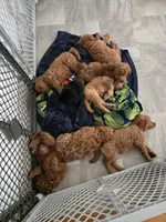 Penny, a female Miniature Goldendoodle for sale in Grand Rapids, MI – Photo 6 of 10