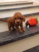 Penny, a female Miniature Goldendoodle for sale in Grand Rapids, MI – Photo 3 of 10