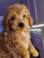Pierce, a male Miniature Goldendoodle for sale in Grand Rapids, MI – Photo 2 of 8
