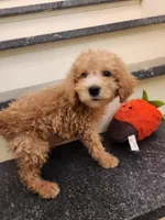 Pierce, a male Miniature Goldendoodle for sale in Grand Rapids, MI – Photo 5 of 8