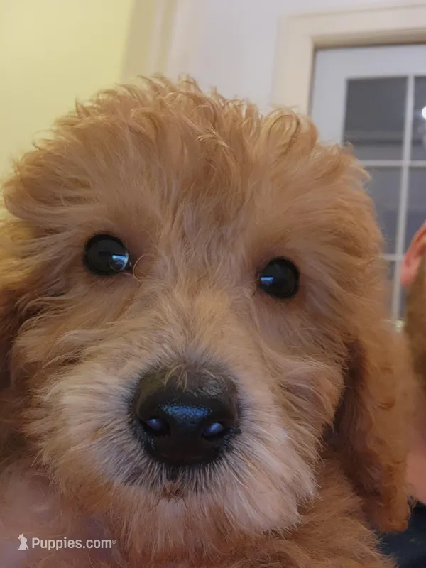 Pierce – Miniature Goldendoodle puppy for sale in Grand Rapids, MI