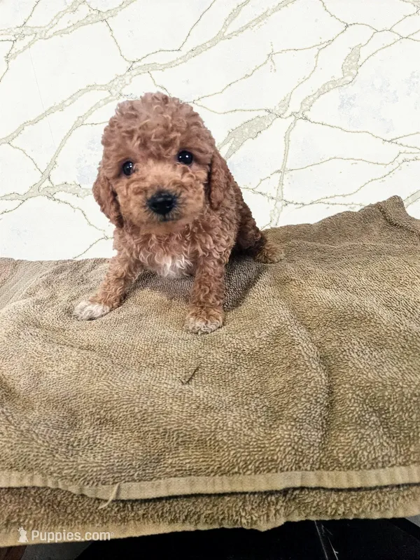 Pierce – Miniature Goldendoodle puppy for sale in Grand Rapids, MI