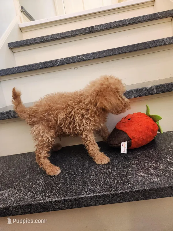 Pierce – Miniature Goldendoodle puppy for sale in Grand Rapids, MI