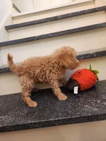 Pierce, a male Miniature Goldendoodle for sale in Grand Rapids, MI – Photo 1 of 8