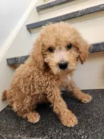 Pierce, a male Miniature Goldendoodle for sale in Grand Rapids, MI – Photo 7 of 8