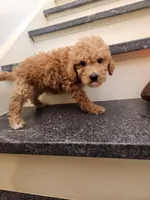 Pierce, a male Miniature Goldendoodle for sale in Grand Rapids, MI – Photo 4 of 8