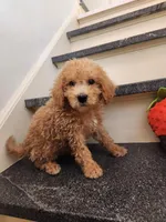 Pierce, a male Miniature Goldendoodle for sale in Grand Rapids, MI – Photo 8 of 8