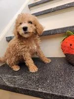 Pierce, a male Miniature Goldendoodle for sale in Grand Rapids, MI – Photo 6 of 8